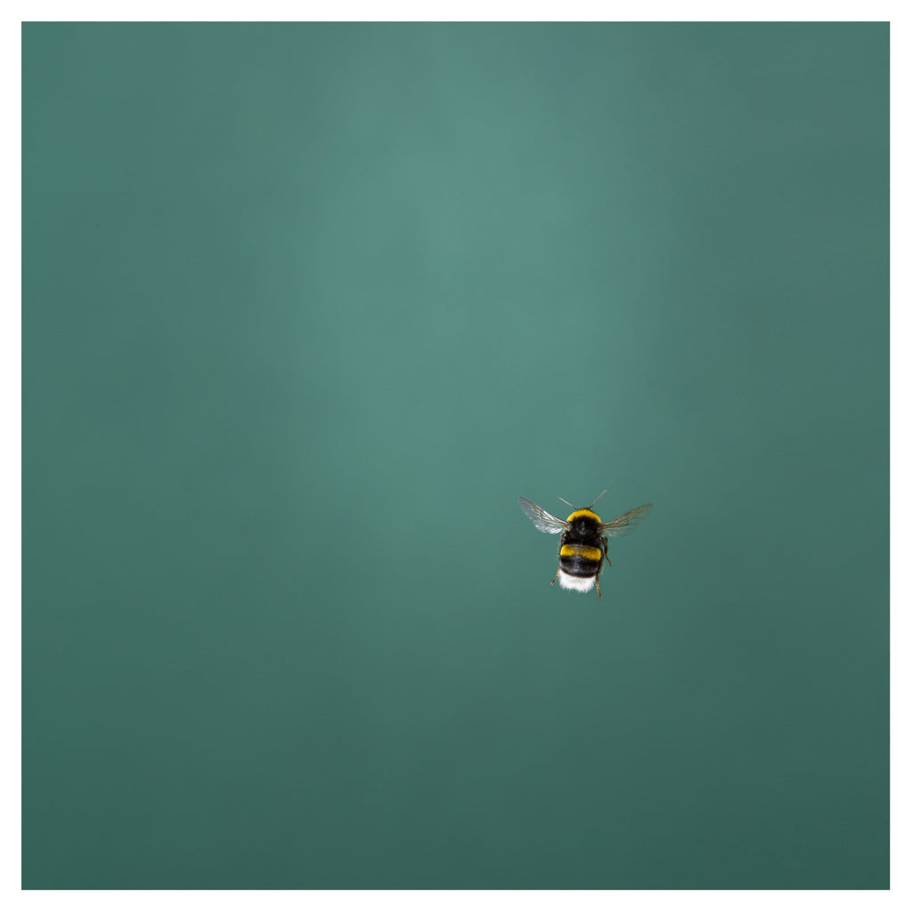 Bumblebee 12