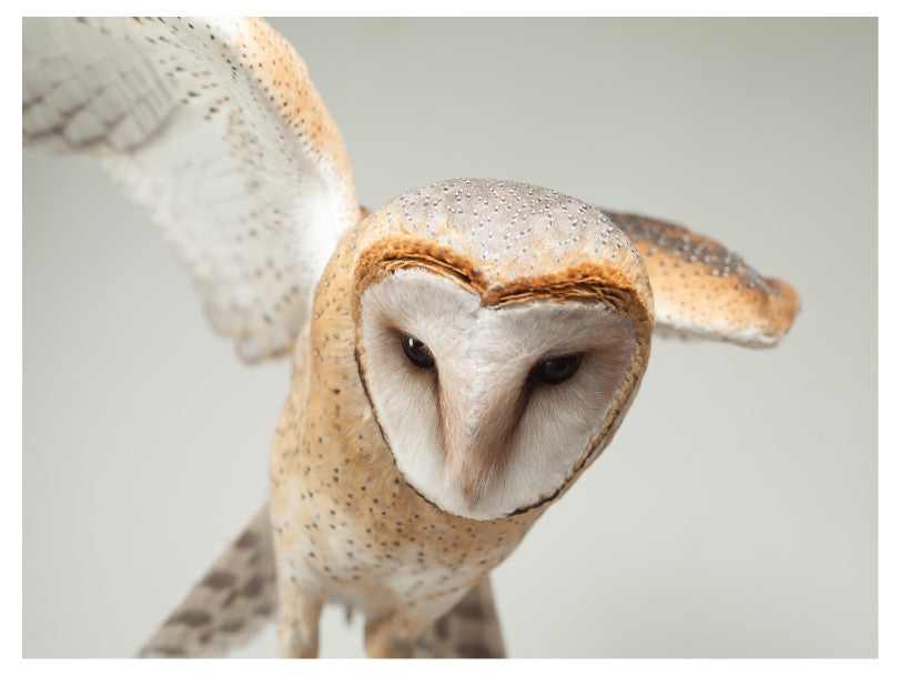 Barn Owl 2