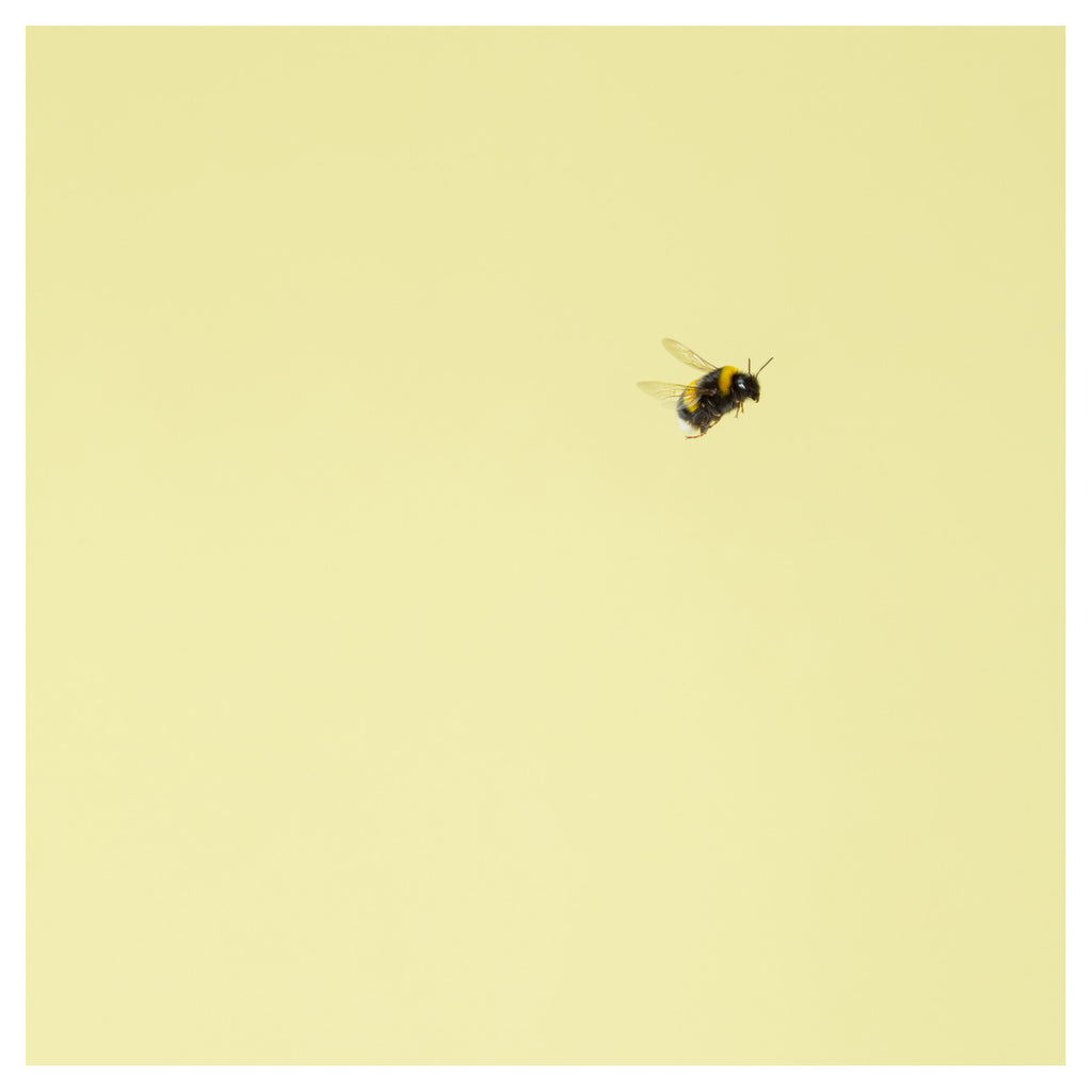 Bumblebee 14