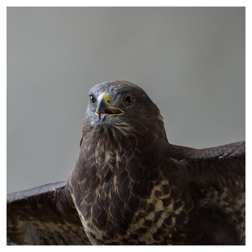 Common Buzzard