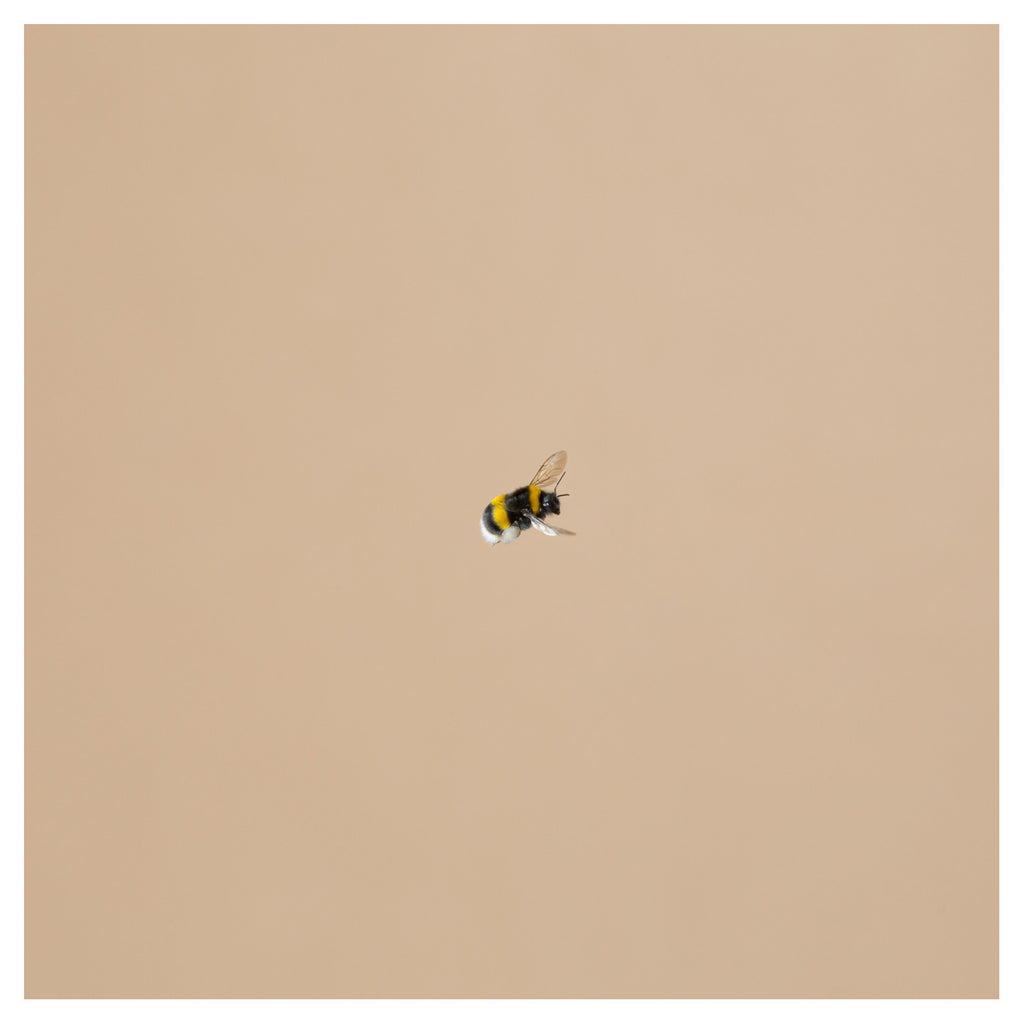 Bumblebee 9