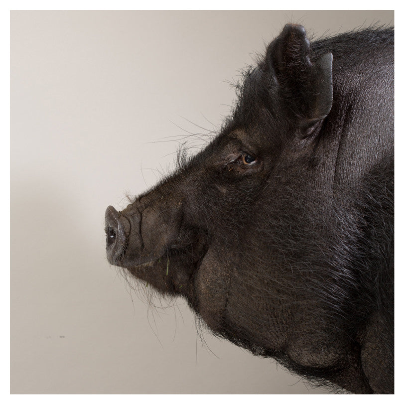 Black Pig 2