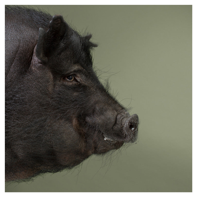 Black Pig