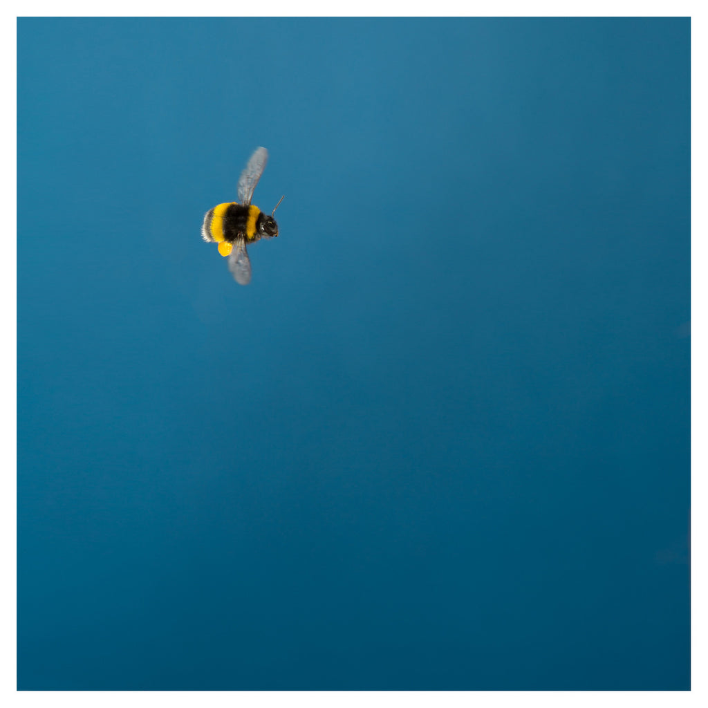 Bumblebee 11
