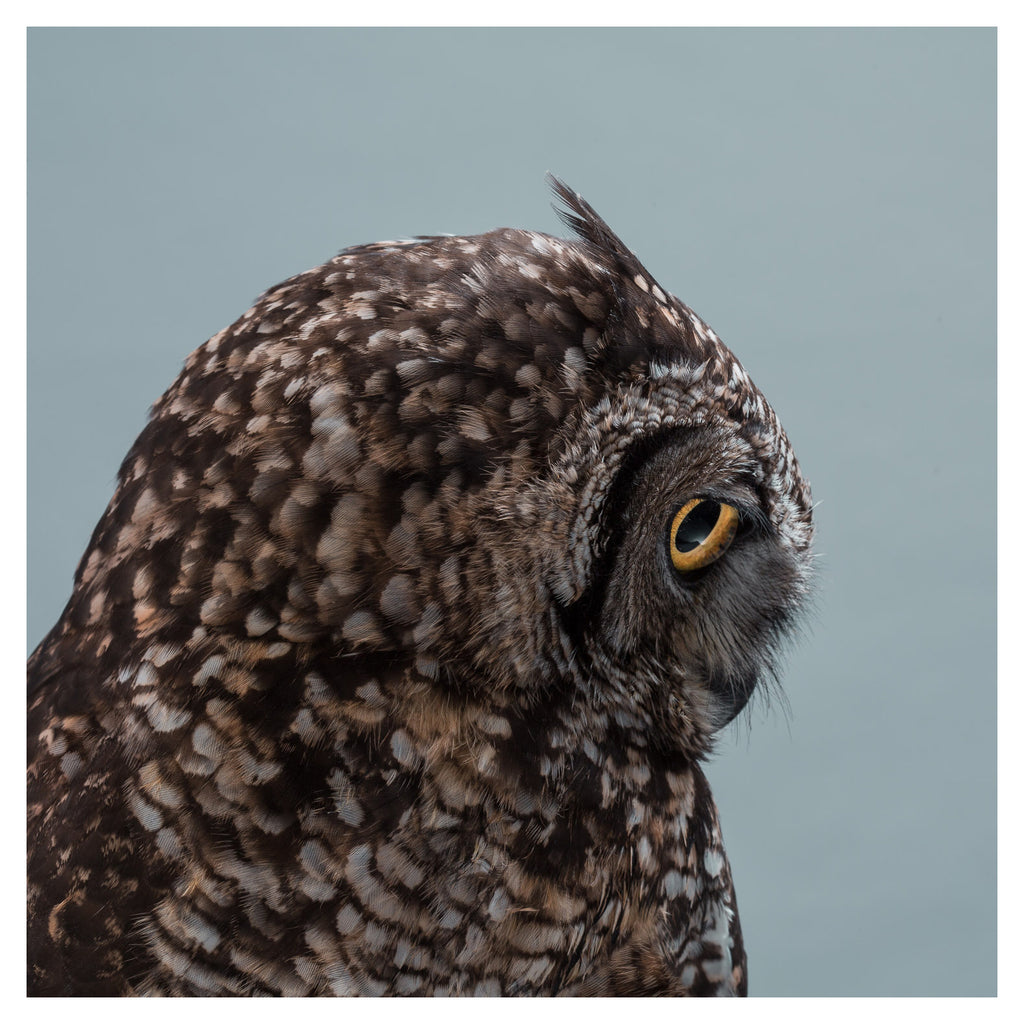 African Spotted Owl