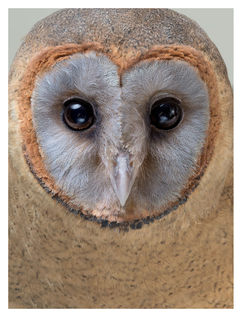 Barn Owl 4