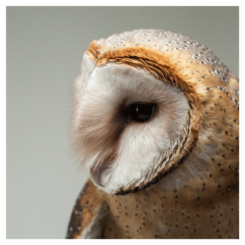 Barn Owl