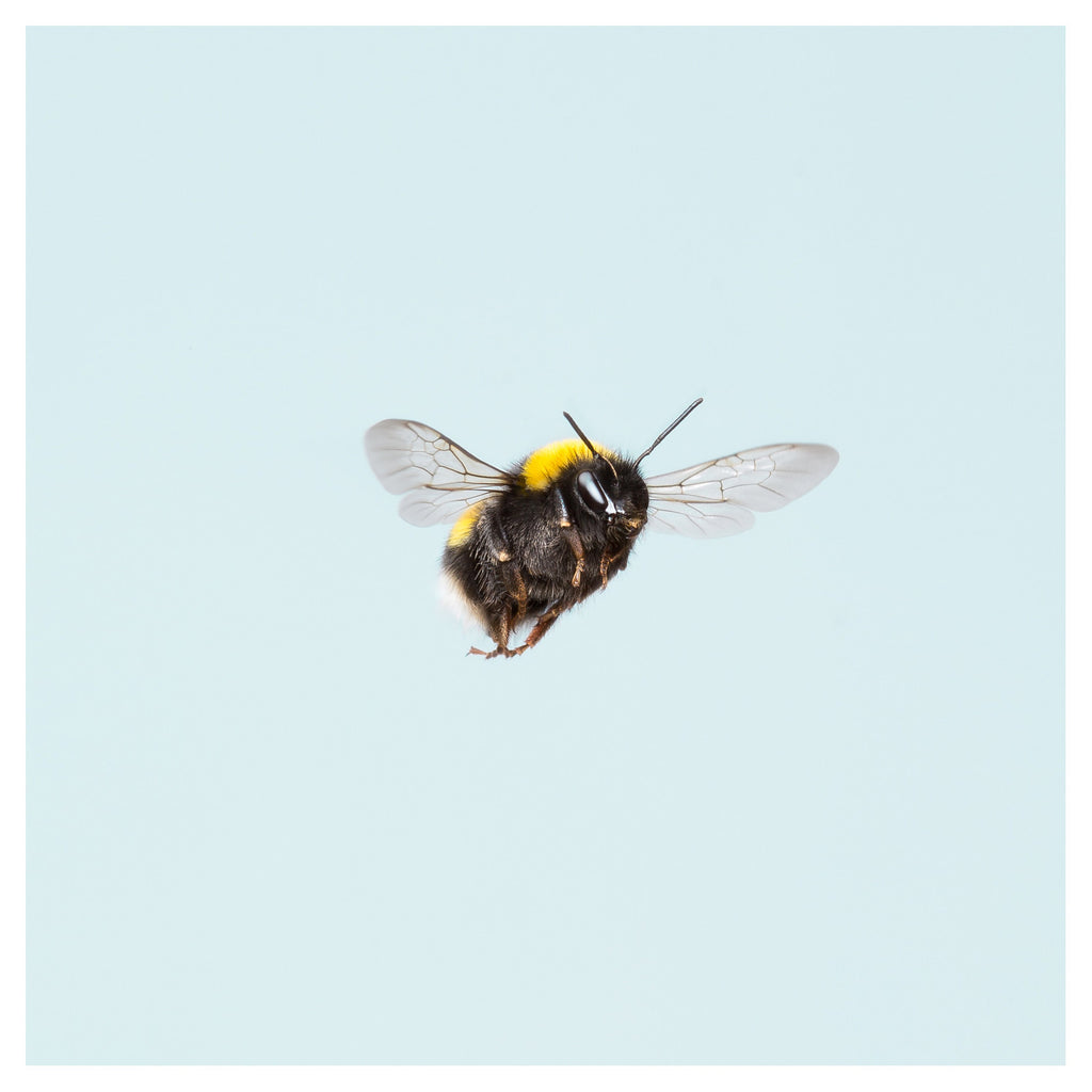 Bumblebee 17