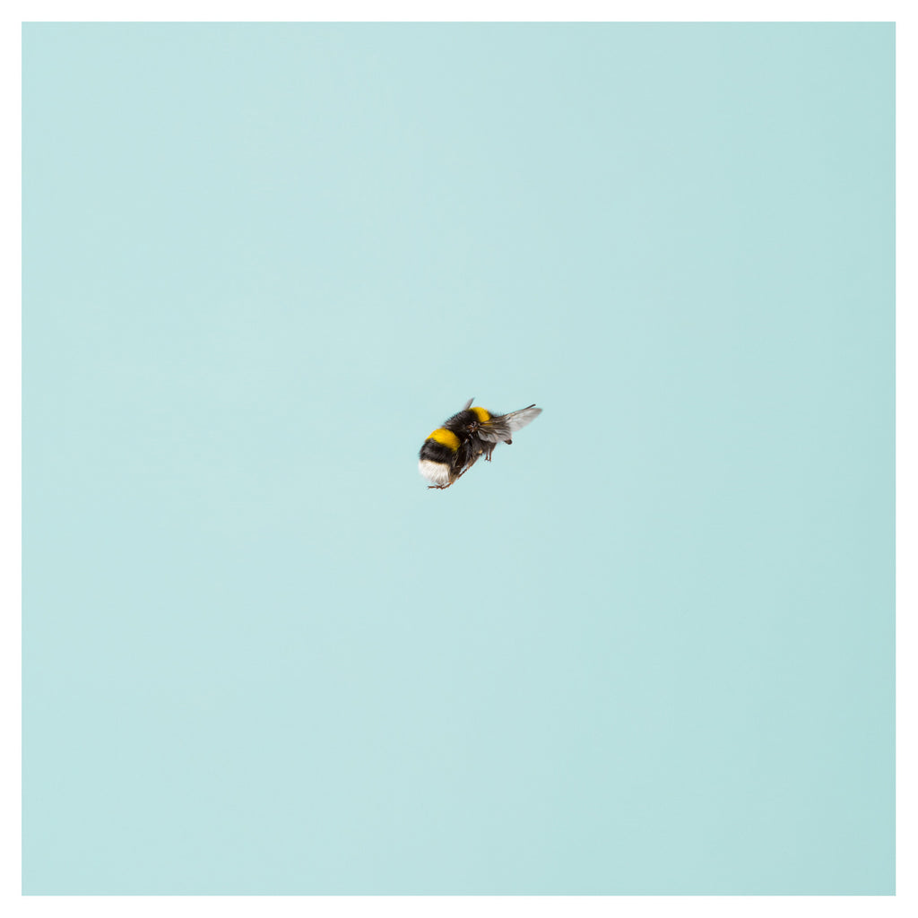 Bumblebee 13