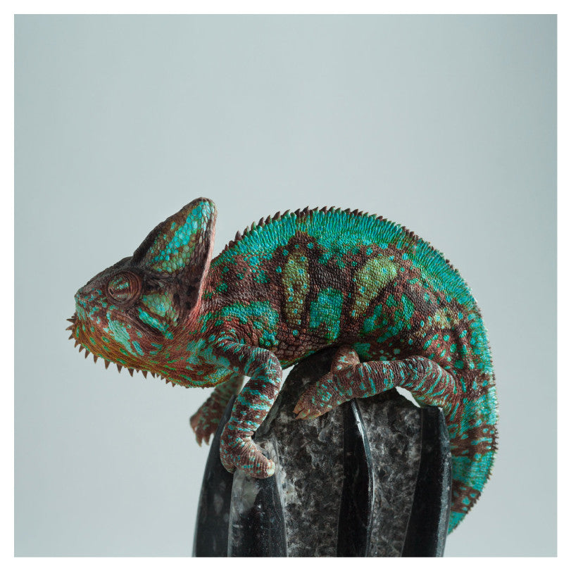 Green Chameleon