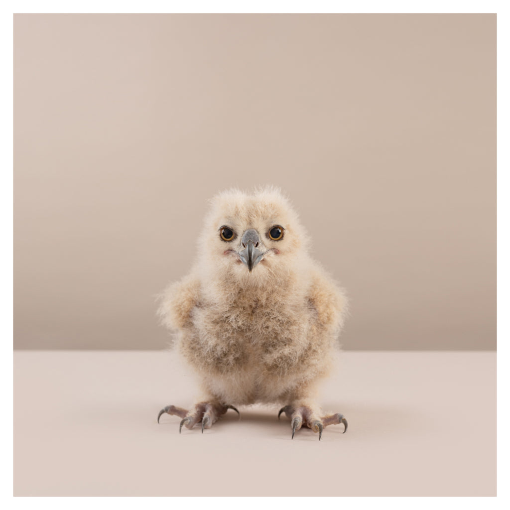 Baby Eagle Owl