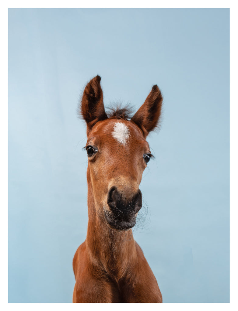 Foal