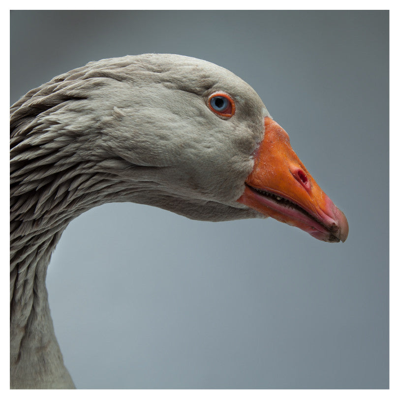 Goose