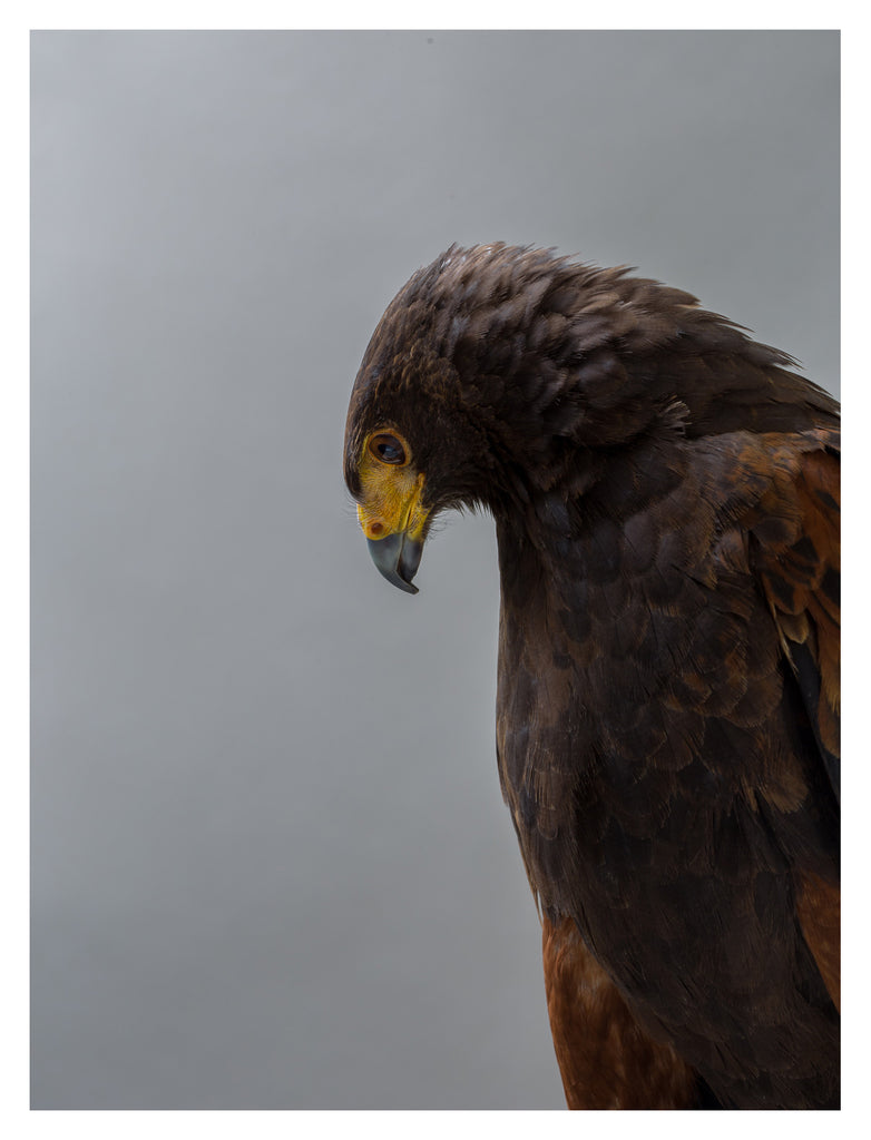 Harris Hawk