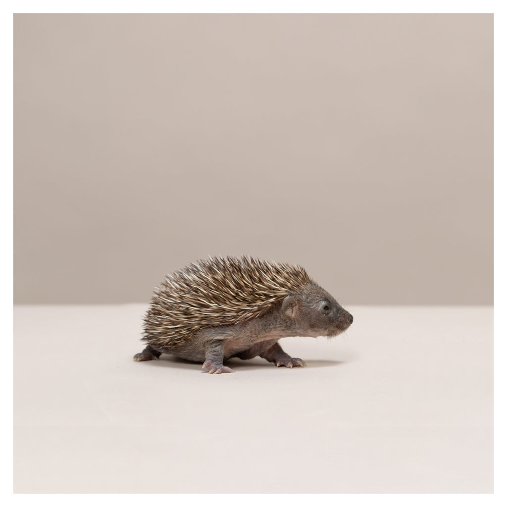 Baby Hedgehog