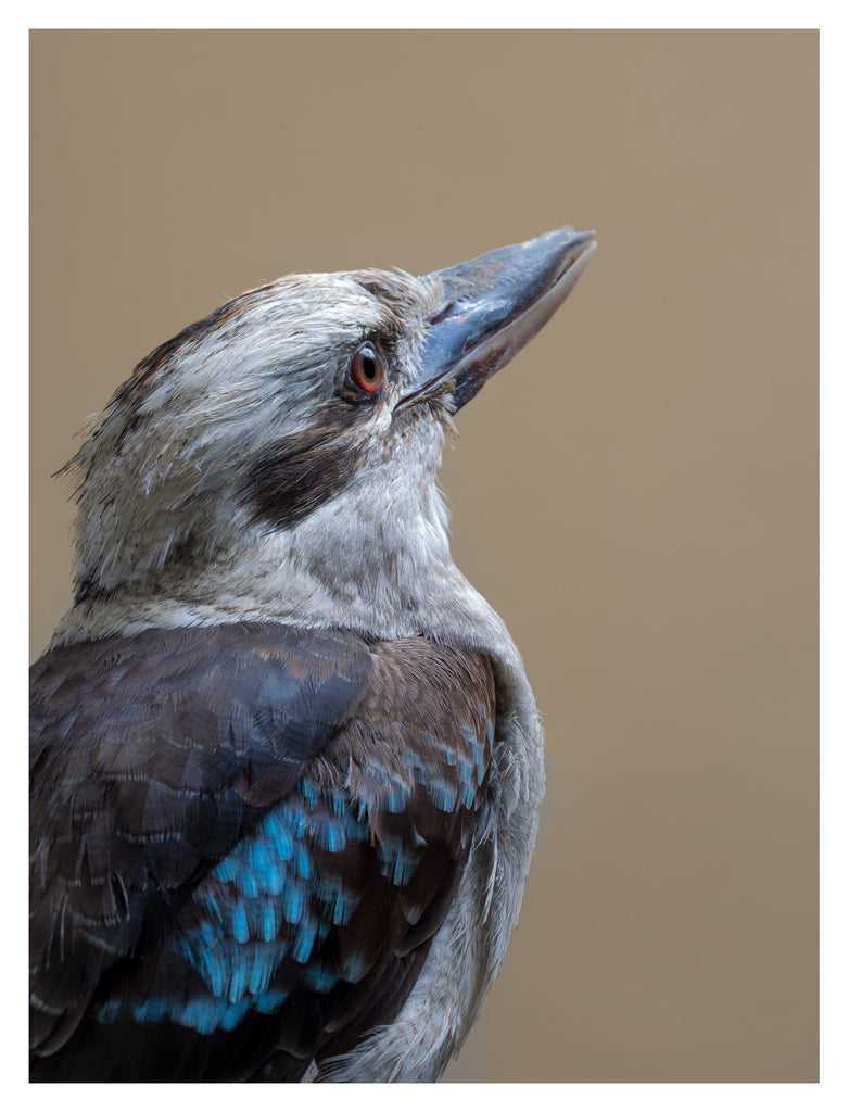 Kookaburra