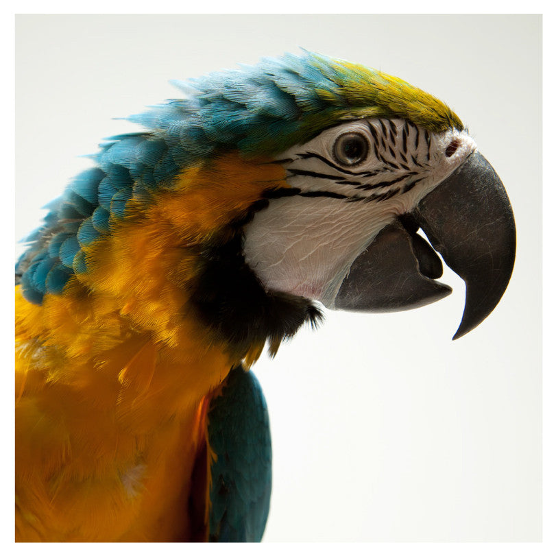 Macaw