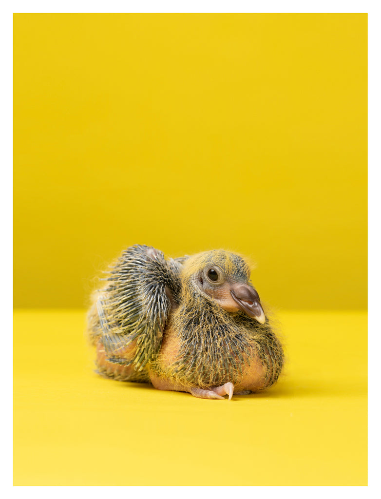 Baby Pigeon