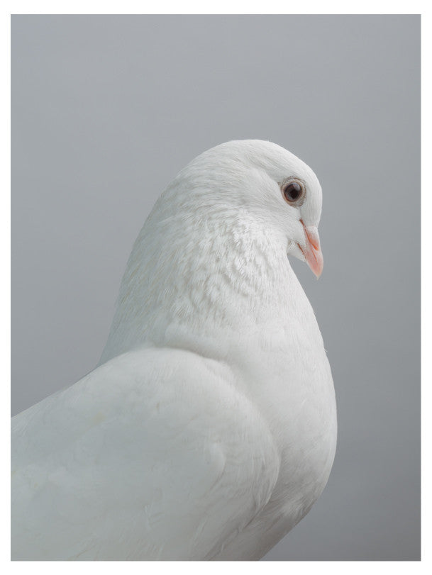 Pigeon 5