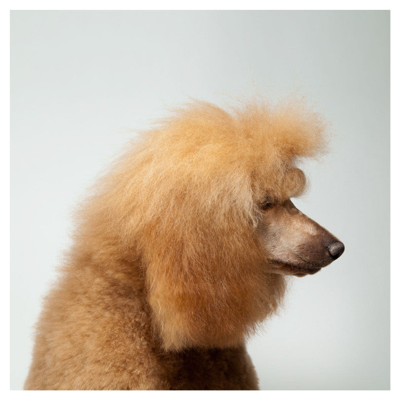 Poodle