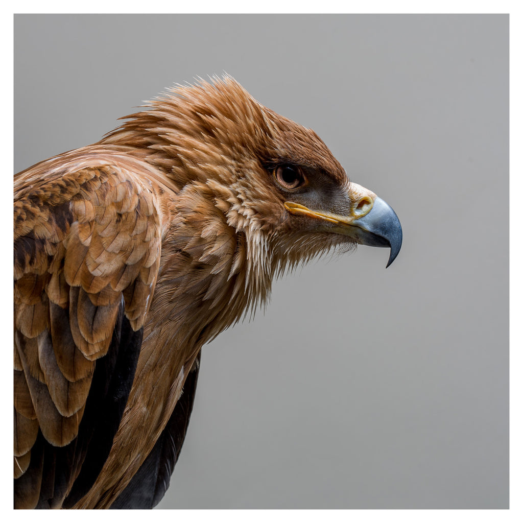 Tawny Eagle