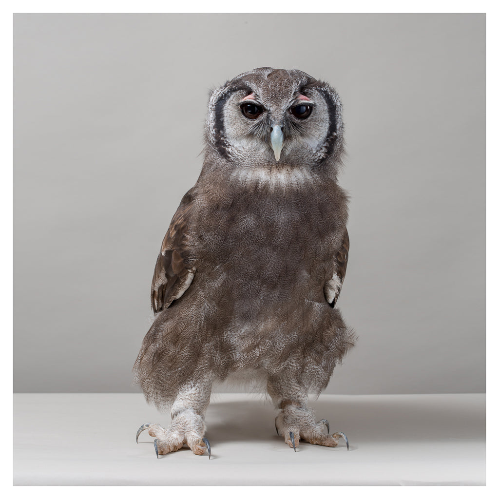 Verreaux's Eagle Owl 2