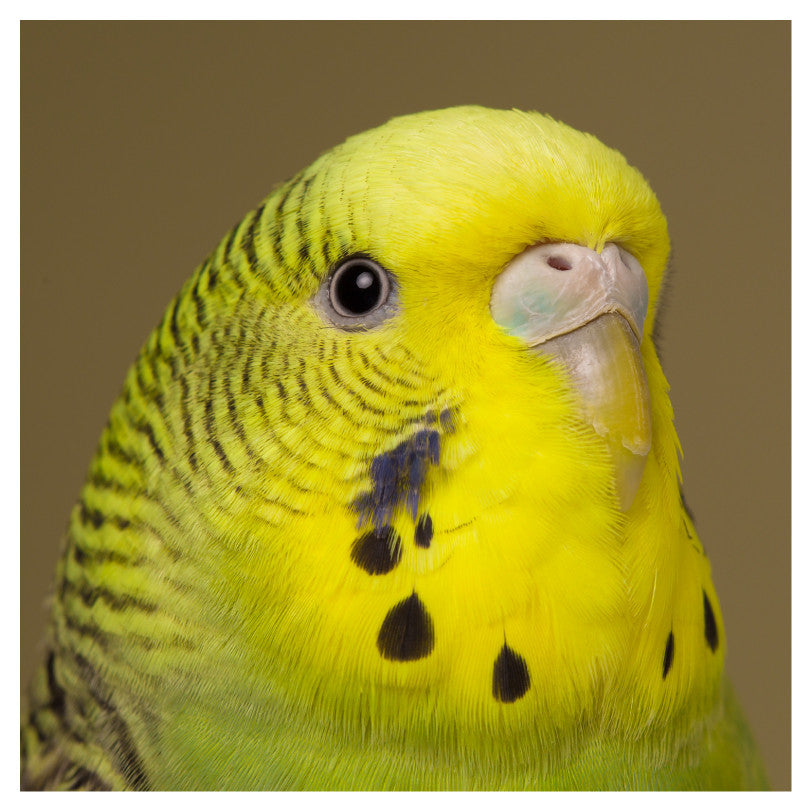 Budgie