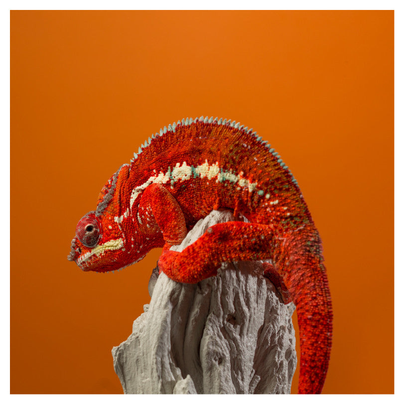 Orange Chameleon