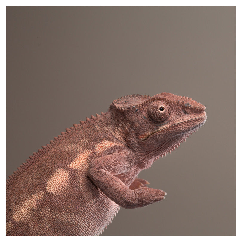 Neutral Chameleon